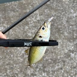アジ