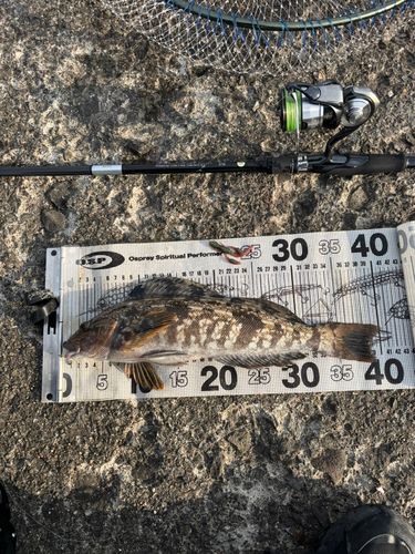 アイナメの釣果