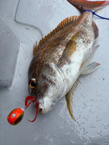 タイの釣果