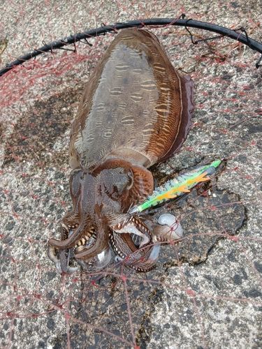 コウイカの釣果