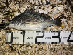 キビレの釣果
