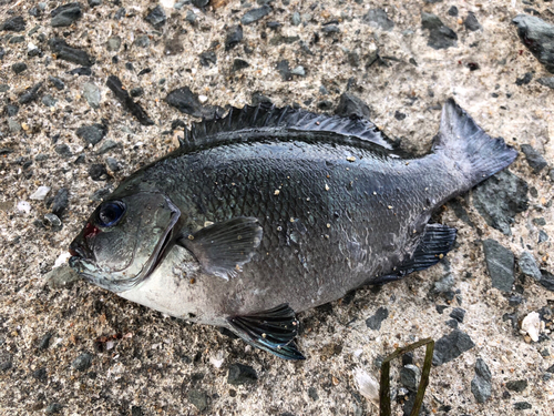 メジナの釣果