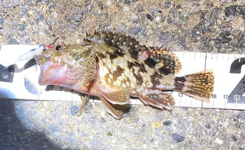 カサゴの釣果