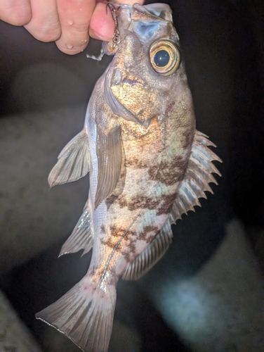 メバルの釣果