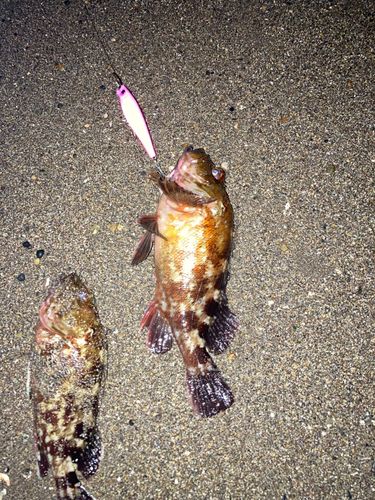 カサゴの釣果