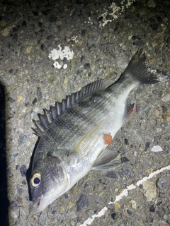 クロダイの釣果