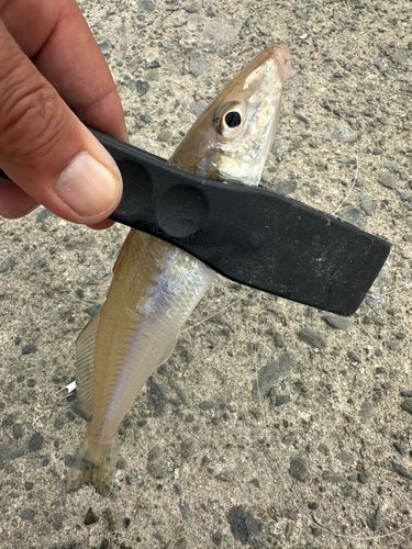 シロギスの釣果