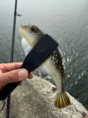 フグの釣果