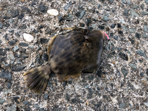 カワハギの釣果