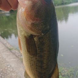 ラージマウスバス