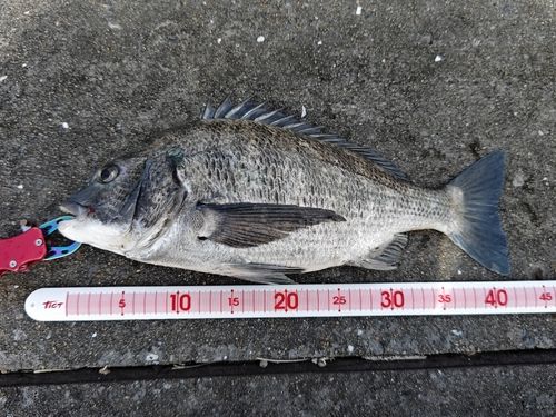 チヌの釣果