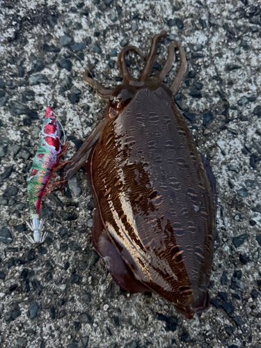 コウイカの釣果