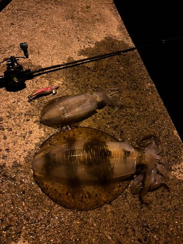 アオリイカの釣果