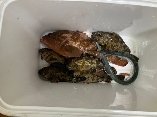 キジハタの釣果