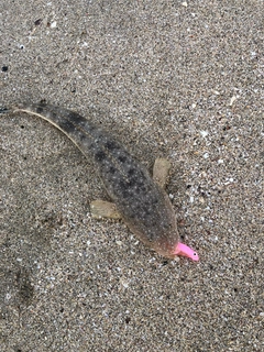 マゴチの釣果