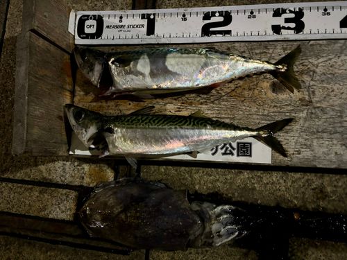 サバの釣果