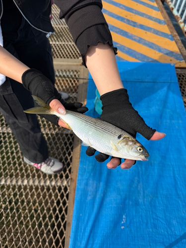 コノシロの釣果