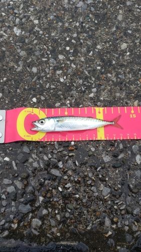 ゴマサバの釣果