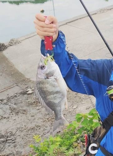 キビレの釣果