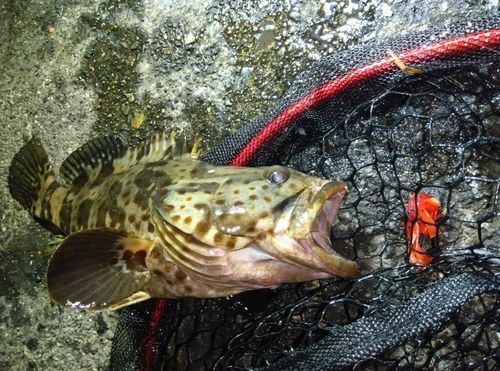 チャイロマルハタの釣果