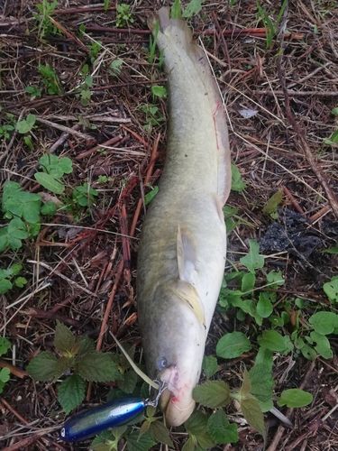 ナマズの釣果