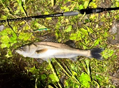 セイゴ（マルスズキ）の釣果
