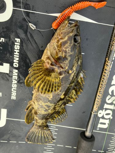 タケノコメバルの釣果