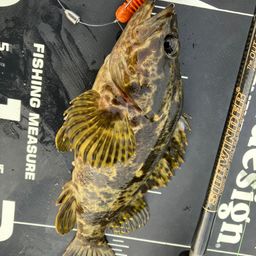 タケノコメバル