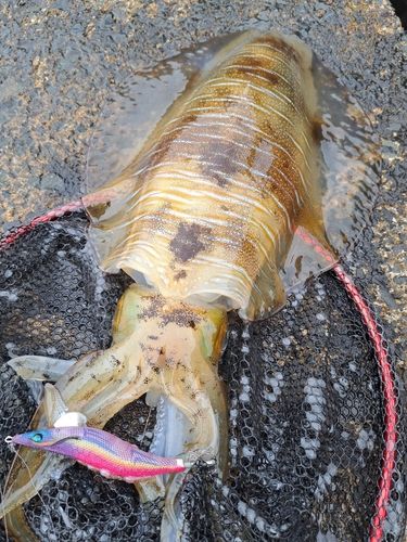 アオリイカの釣果