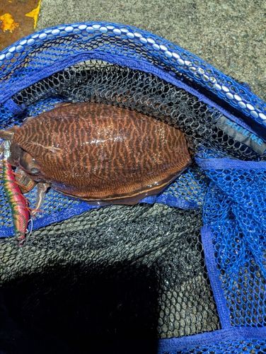 コウイカの釣果