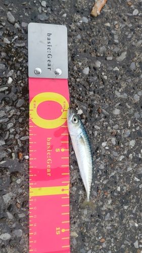 ゴマサバの釣果