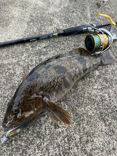 アイナメの釣果