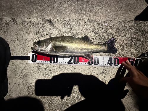 シーバスの釣果