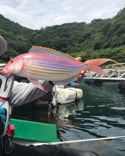 イトヨリダイの釣果