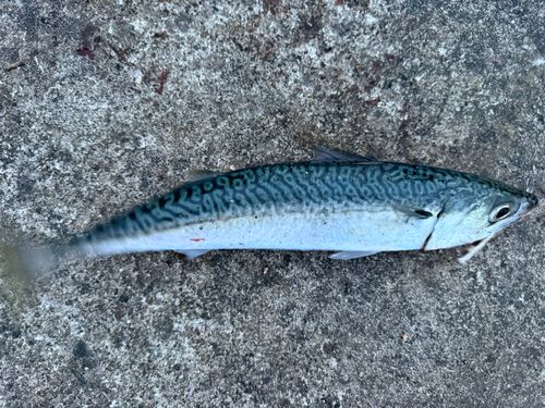 マサバの釣果