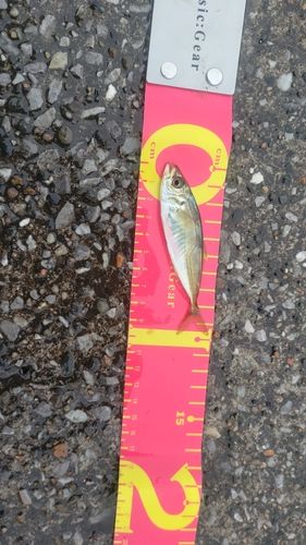 マアジの釣果