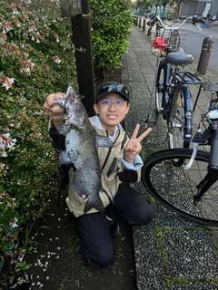 アメリカナマズの釣果