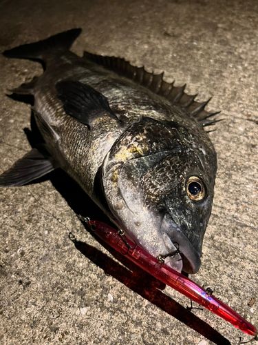 クロダイの釣果