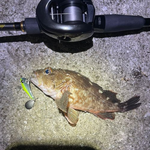 カサゴの釣果