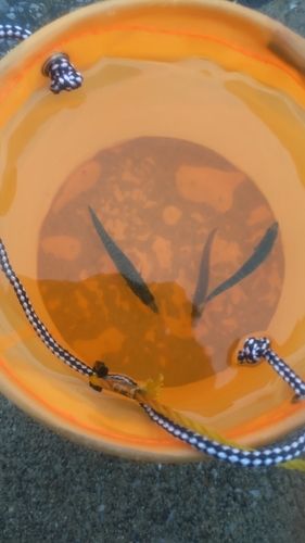 ゴマサバの釣果