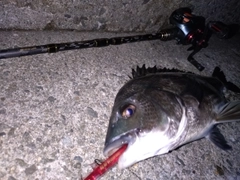 チヌの釣果