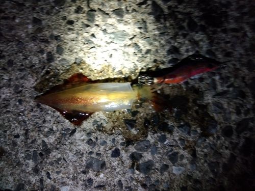 ヤリイカの釣果