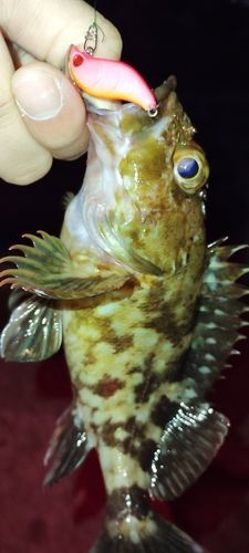 カサゴの釣果