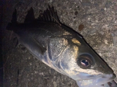 フッコ（ヒラスズキ）の釣果