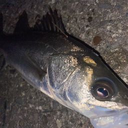 フッコ（ヒラスズキ）