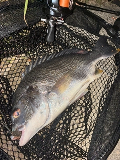 キビレの釣果