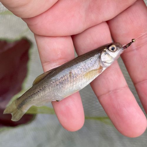 アブラハヤの釣果