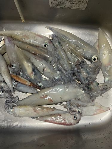 ヤリイカの釣果