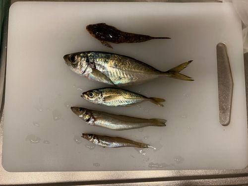 マアジの釣果