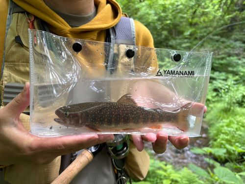 ニッコウイワナの釣果